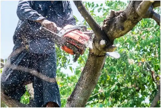 tree services Oakland